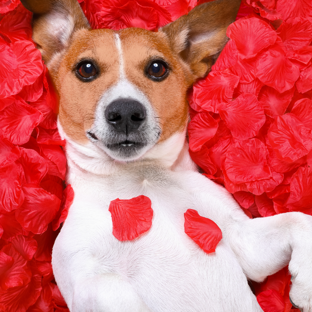 Dog wearing a red bow tie on a red floral background