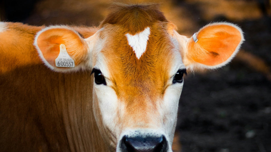 What Is World Vegan Day, and Why Is It on 1 November?