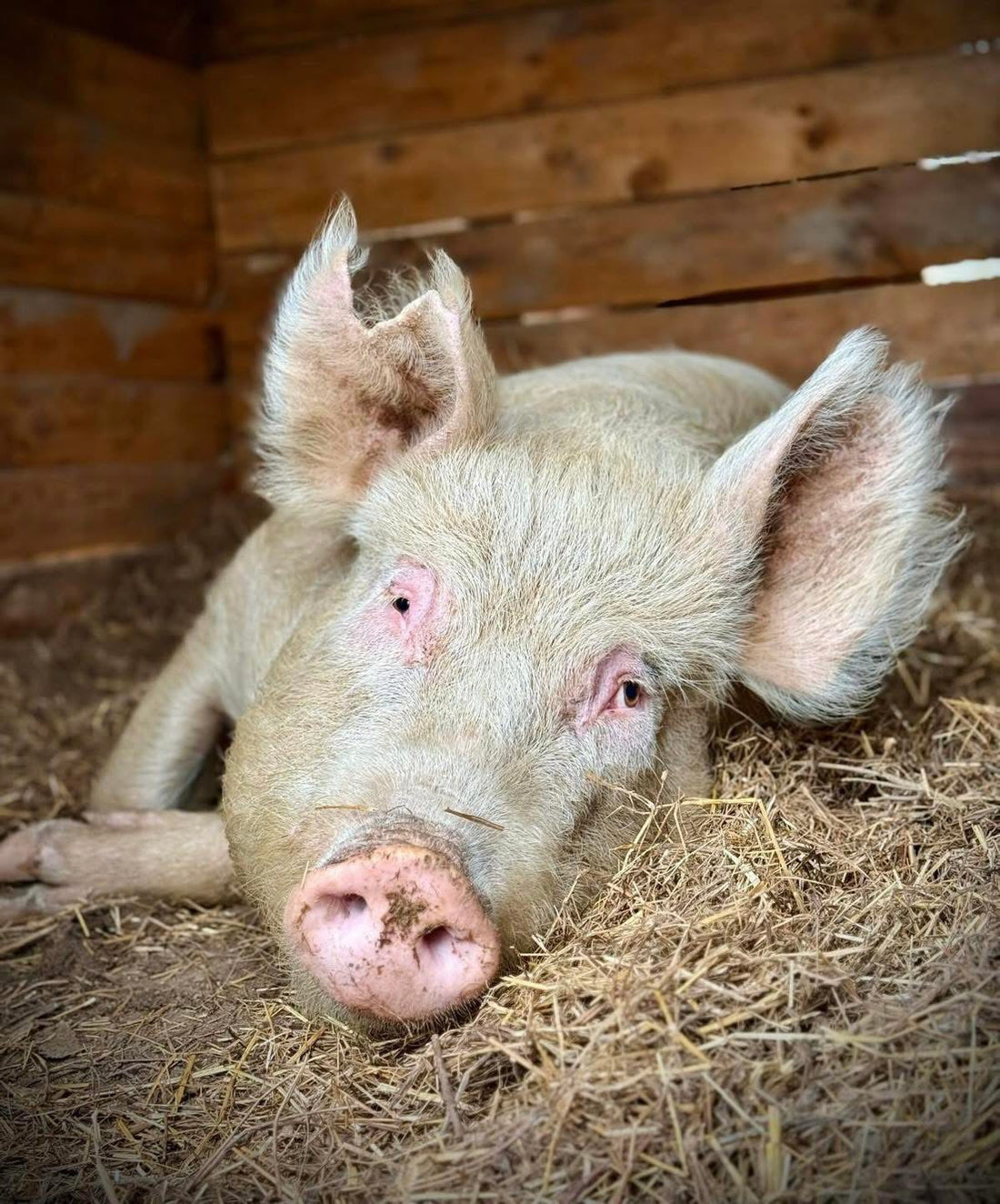 Why We Celebrate World Animal Day