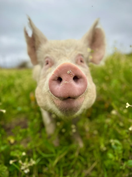 Rosa’s Rescue Story: What It Means to Us