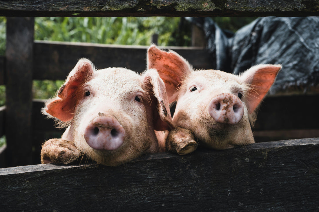 Why Animal Week Matters — And What We’re Doing