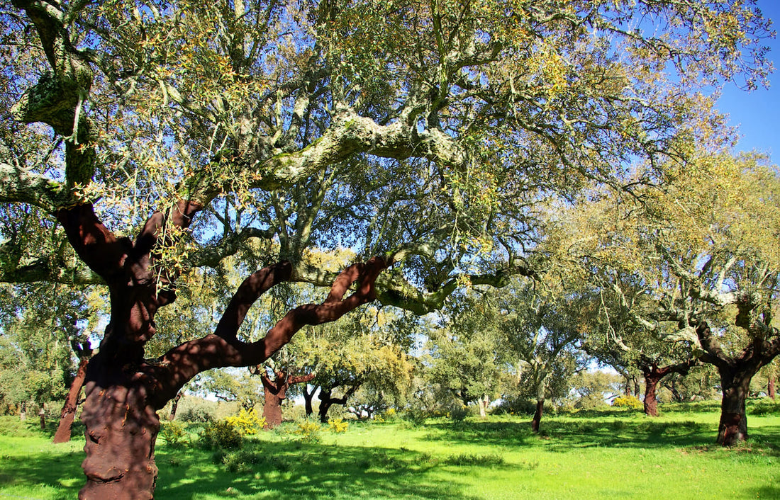 oak cork tree