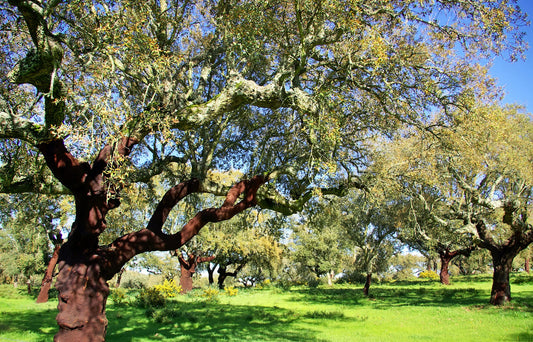 oak cork tree