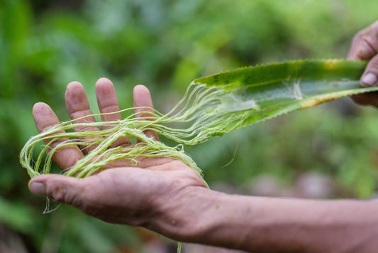 Is Veganism Rising or Declining? The Honest Answer
