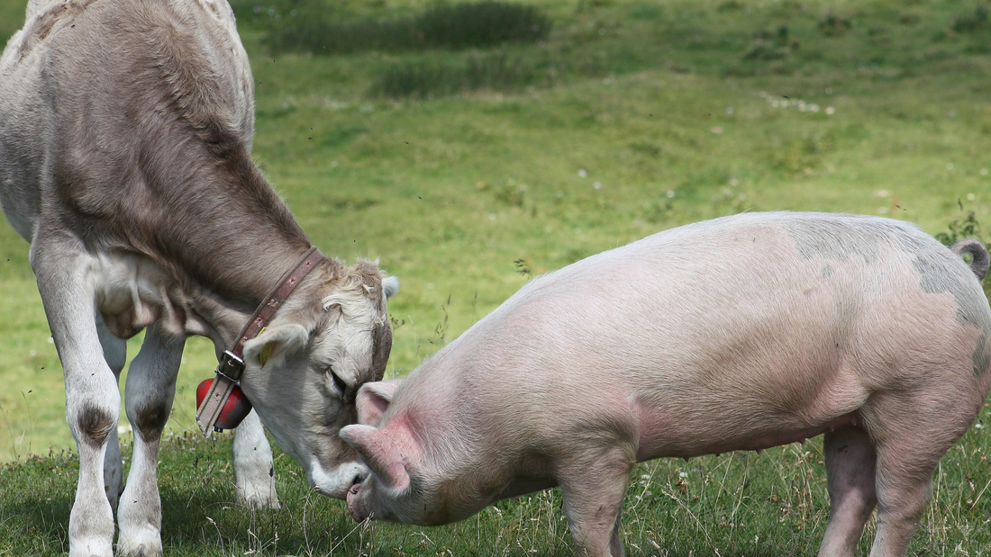 The Real Cost of Leather: Why We Choose Vegan