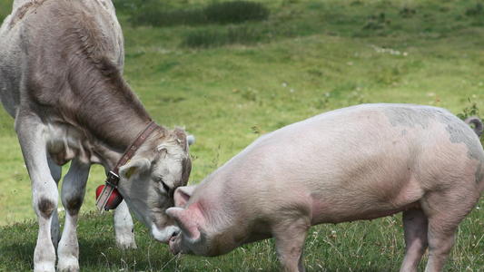 The Real Cost of Leather: Why We Choose Vegan