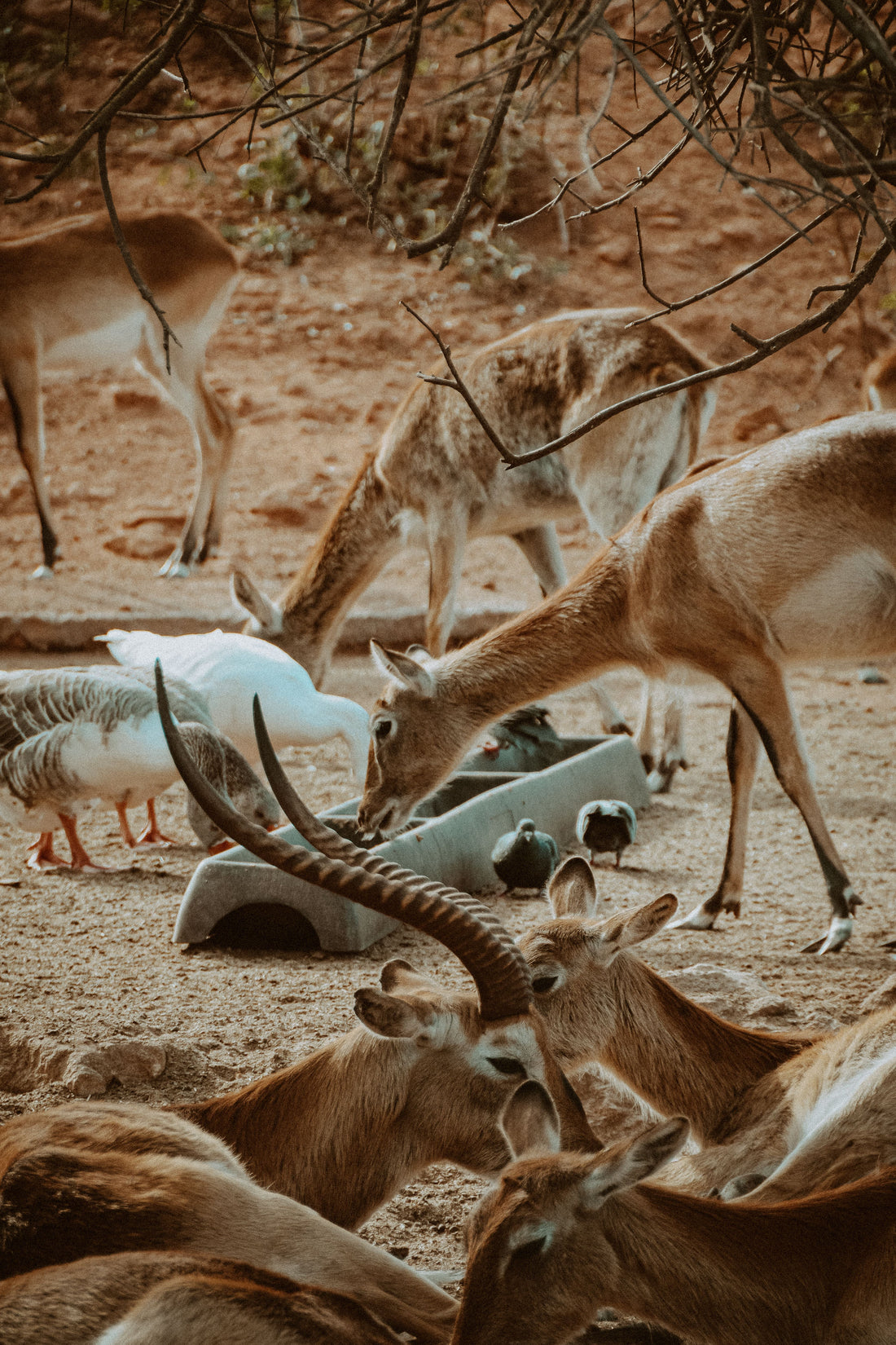 More Than a Refuge: What Animal Sanctuaries Teach
