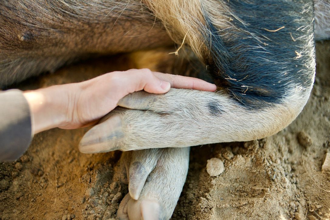 How We’ll Celebrate World Vegan Day 2025: Conscious Living, Community, and Change