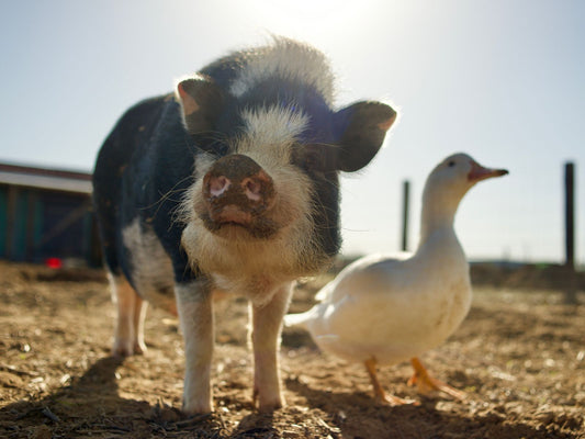 pig and duck free