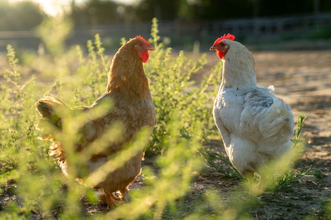 World Vegan Day 2025 | NAE Vegan Shoes