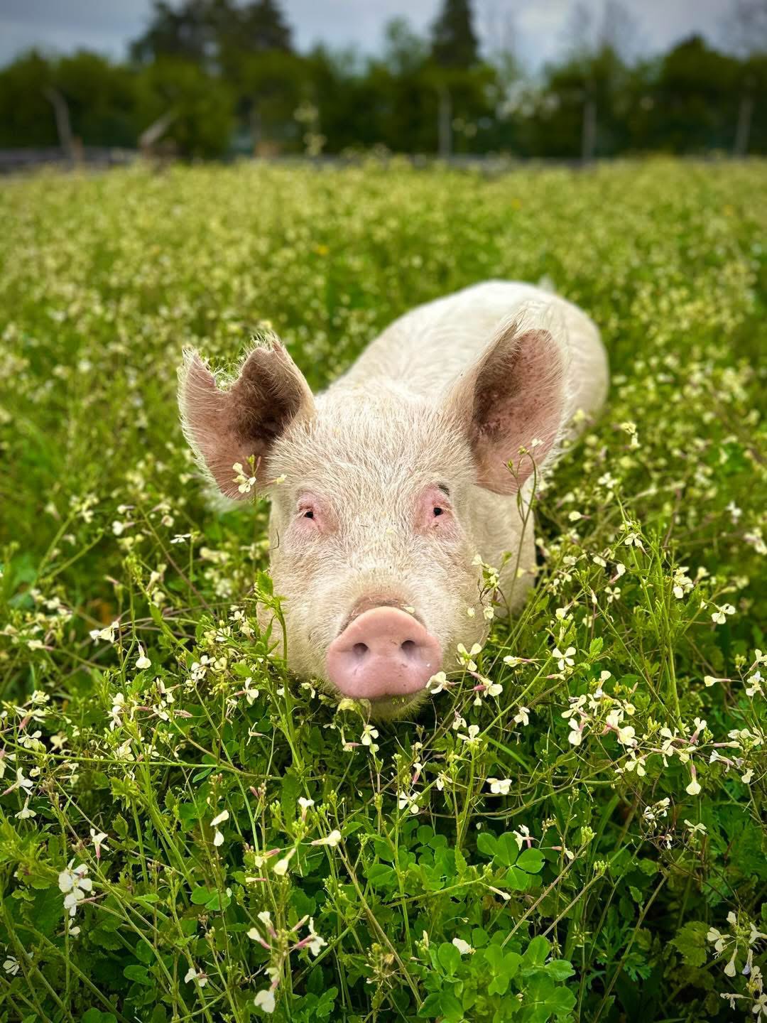 a rescued Pig adoped by nae vegan shoes in a field of green grass and white flowers