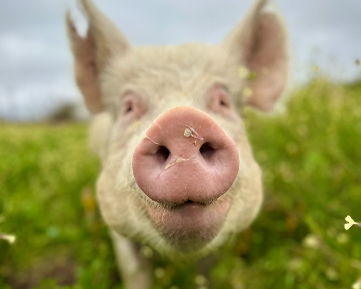 Close-up of a pig in a grassy field