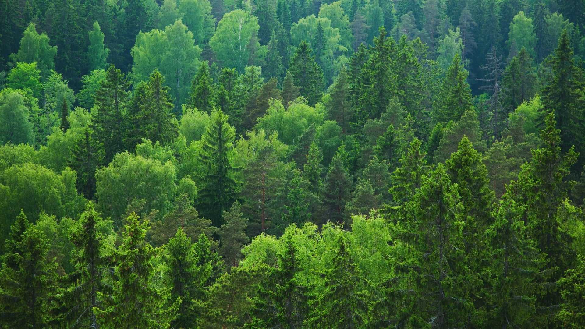 Carica il video: Video di una foresta con l&#39;hashtag #BuyFairChooseMindfully di NAE Vegan Shoes Black Friday.